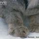 Illustration for article titled Caturday - Lynx canadensis Edition